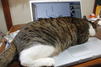 パソコンの上の猫